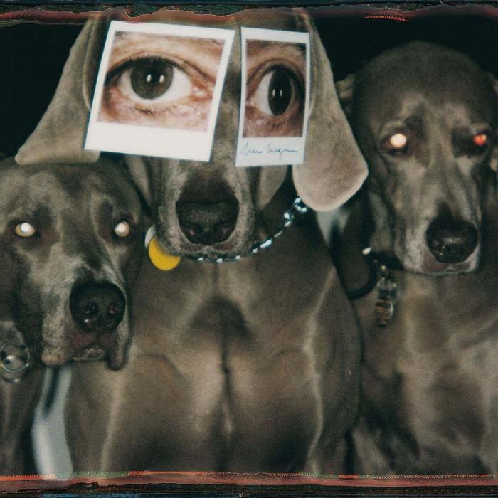 William Wegman 